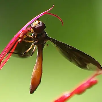 Ocyptamus fuscipennis (Say, 1823):100