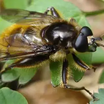Brachypalpus chrysites Egger, 1859:388