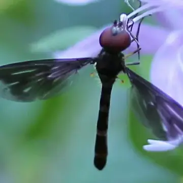 Ocyptamus fuscipennis (Say, 1823):100
