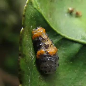 Ocyptamus gastrostactus (Wiedemann, 1830):123