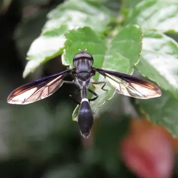 Mimocalla gigantea Schiner, 1868:340