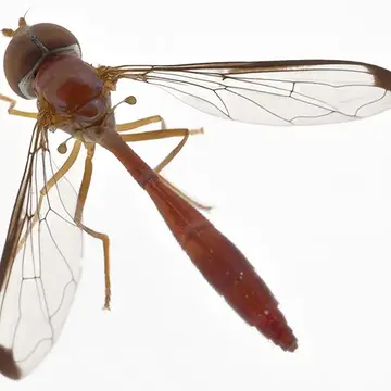 Female parvicornis parvicornis (Loew, 1861):41