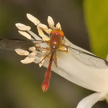 Male parvicornis parvicornis (Loew, 1861):41