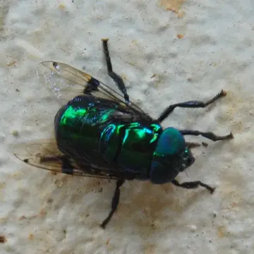 Ornidia obesa (Fabricius, 1775):763