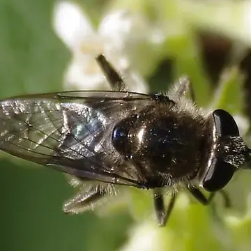 Crioprora cyanella Osten Sacken, 1877:339