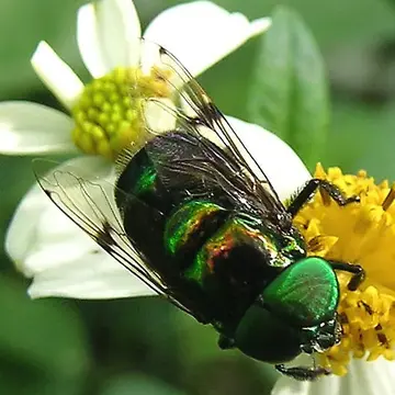 Ornidia obesa (Fabricius, 1775):763