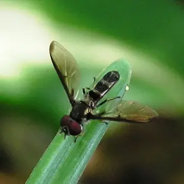 Orphnabaccha coerulea (Williston, 1891):38