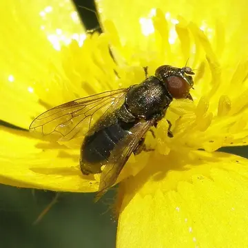 Orthonevra brevicornis (Loew, 1843):269