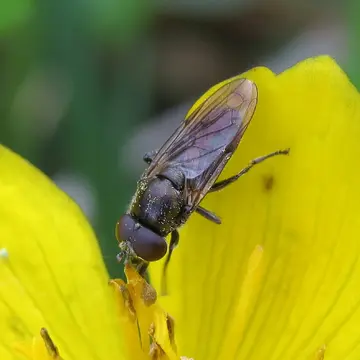 Orthonevra brevicornis (Loew, 1843):269