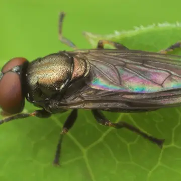 Orthonevra geniculata (Meigen, 1830):352