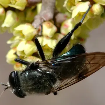 Crioprora cyanella Osten Sacken, 1877:339