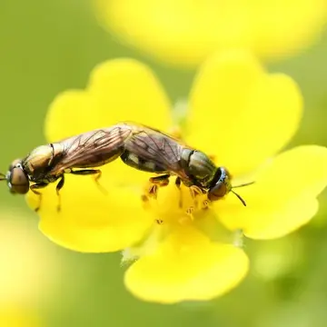 Orthonevra karumaiensis (Matsumura, 1916):16
