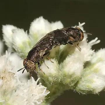 Orthonevra nitida (Wiedemann, 1830):116