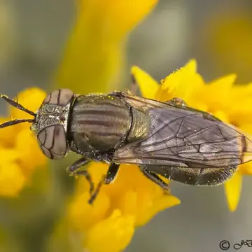 Orthonevra nitida (Wiedemann, 1830):116