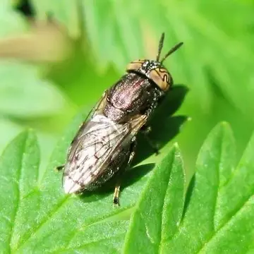 Orthonevra nitida (Wiedemann, 1830):116