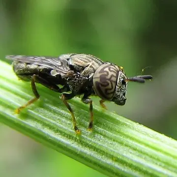 Orthonevra nitida (Wiedemann, 1830):116