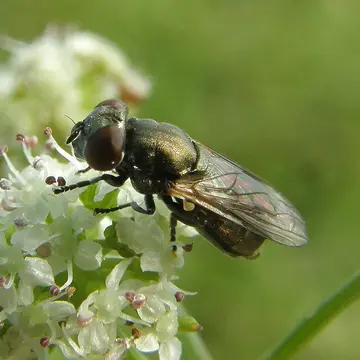 Orthonevra nobilis (Fallén, 1817):57